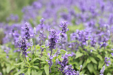 lavender flowers in the garden