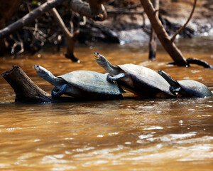 Closeup portrait of Yellow-spotted river turtles (Podocnemis unifilis) sitting on log surrounded by...