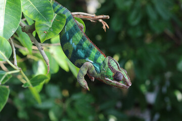 chameleon on a branch