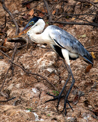 Closeup portrait of Cocoi Heron (Ardea cocoi) hunting with live fish in mouth in the Pampas del...