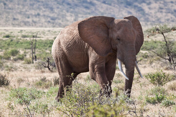 Naklejka na ściany i meble gran elefante paseando por el Parque National de Samburu en Kenia, Africa