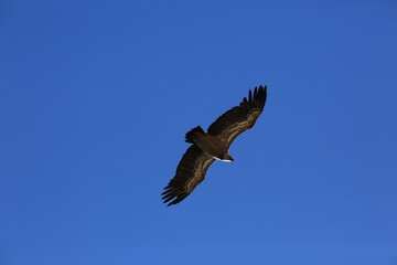 Great bird Griffon vulture flies in the blue sky