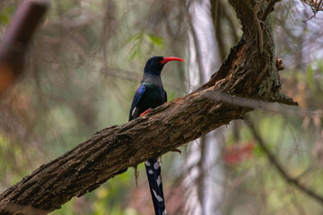 Wood hoopoe feeding on insects on a rotten wood