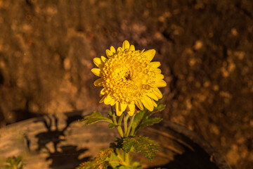 Yellow Chrysanthemum flower blooming alone