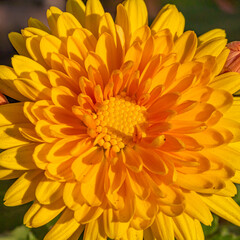 A Chrysanthemum flower close up