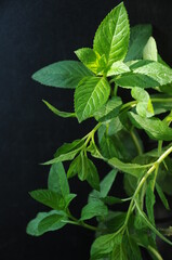 Growing mint on black background