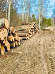 Tree felled in the forest.