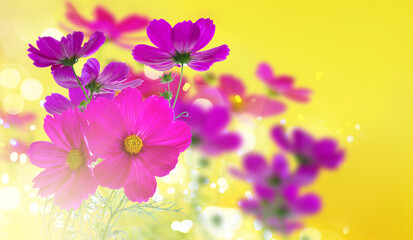 Obraz na płótnie Canvas Cosmos pink flowers