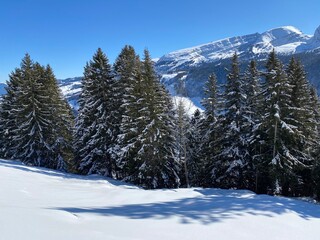 Picturesque canopies of alpine trees in a typical winter atmosphere after heavy snowfall over the Obertoggenburg alpine valley and in the Swiss Alps - Alt St. Johann, Switzerland (Schweiz)