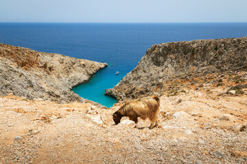 Goat above the famous Seitan Limani beach in Crete, Greece