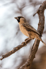 Weaver bird sitting on a branch. Etosha. Namibia.