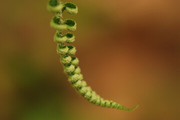 fern unfurling