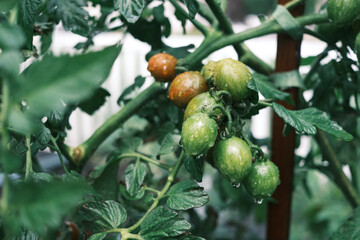 Green cherry tomatoes covered in water droplets on the vine