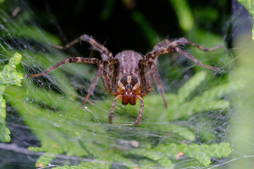 Brown spider close up macro