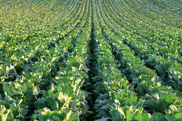 Gardening and agricultural activities during the harvest season. rows of cabbage