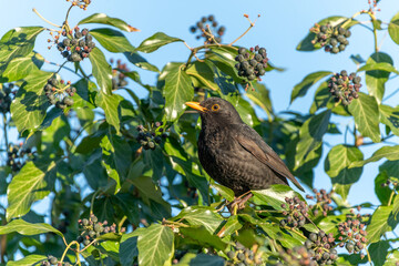 Blackbird (Turdus merula) coming to feed in an ivy.