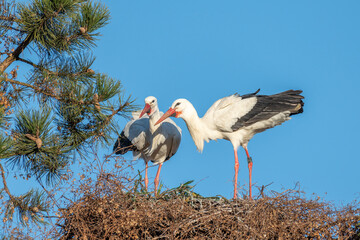 White stork (Ciconia ciconia) couple in love parade in spring.