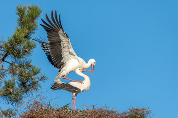 White stork (Ciconia ciconia) couple mating on the nest in spring.