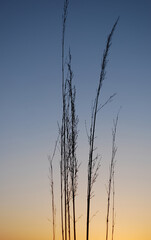 Obraz premium Blades of grass during the sunset