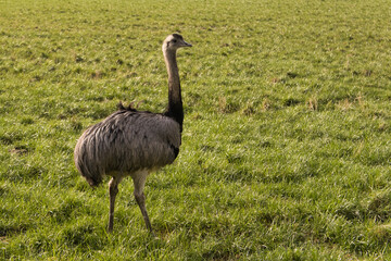 Strauß auf der grünen Wiese