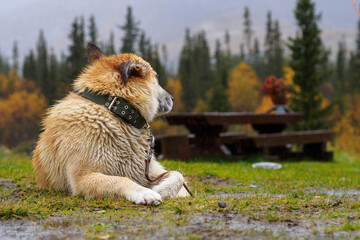 Shepherd dog lies in the rain on the grass