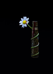 daisy flower wrapped in gun bullet