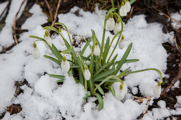 First spring snowdrops flowers sticking out from the snow.
