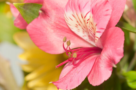 front view, close up, of a pink flower, in full bloom, with central disk and pollon elements in focus 