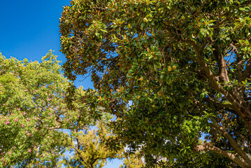 Obraz premium Branches of exotic trees in the park