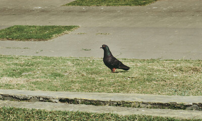 A pigeon sitting on the green grass of a garden.