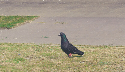 A pigeon sitting on the green grass of a garden.