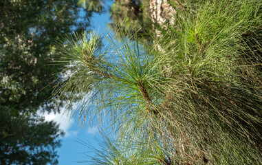 Branches of fir trees in the park