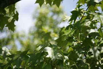 Fototapeta na wymiar green leaves in the sun
