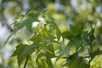 green leaves of a tree