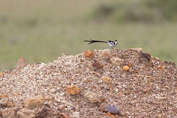 A pin-tailed whydah (Vidua macroura) perched on a pile of stones.