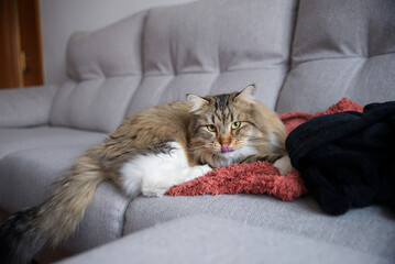 Siberian Cat lying on the sofa. Fluffy Cat. Hypoallergenic Cat. Cat with yellow eyes.