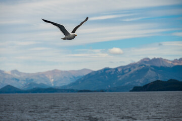 Fototapeta na wymiar seagull in the mountains