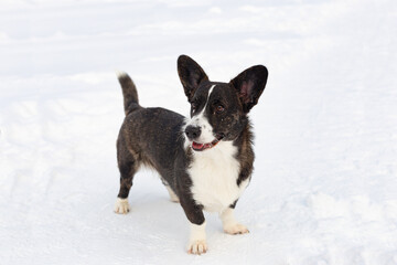 Welsh Corgi Pembroke. Close-up. Thoroughbred dog in winter. Animal themes. Pets