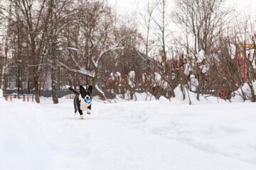 Welsh Corgi Pembroke. A purebred dog playing in winter. Animal themes. Pets