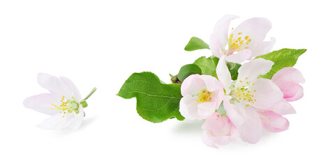 Apple tree flowers with leaves on a branch, isolated on a white background.