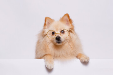Portrait of cute puppy purebred pomeranian spitz
in funny glasses. Little smiling dog spitz on gray background. Free space for text. Dog for advertising tape. Playful pet close-up.