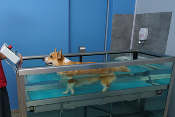 Dog rehabilitation on a water treadmill
