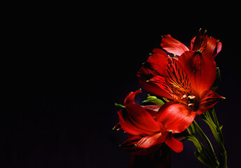 Striking floral beauty. Studio shot of red lilies on a black background.