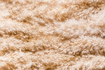 Beige texture background from dry ears of grass. Pastel shades