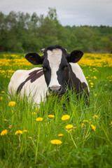 cow on farmland with fresh green grass