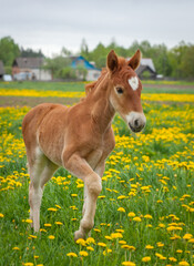 Foal on the spring grass in the farm yard in the foggy morning.