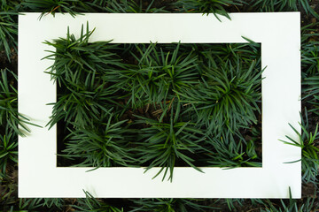 Green grass leaves with a white square frame, for an advertising card or invitation.