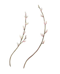 Watercolor painting set of design elements spring branches  with flower buds
