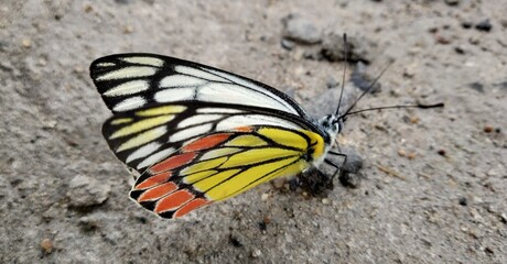closeup of beautiful butterfly on the ground
