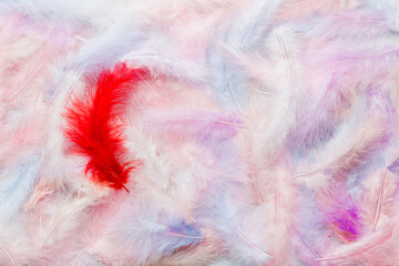 Close up to bright colorful feathers background. Colored feather background, top view